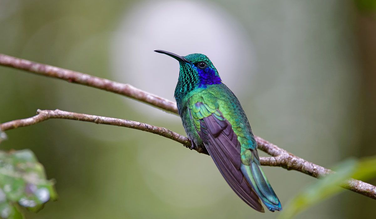 Costa Rica